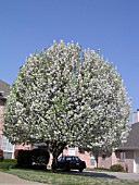 PYRUS CALLERYANA BRADFORD