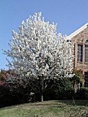 PYRUS CALLERYANA BRADFORD