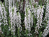 SALVIA SYLVESTRIS SNOW HILL