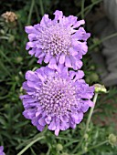 SCABIOSA BUTTERFLY BLUE