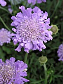 SCABIOSA BUTTERFLY BLUE