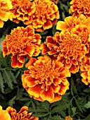 TAGETES PATULA BONANZA FLAME