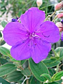 TIBOUCHINA URVILLEANA