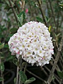 VIBURNUM CARLESII CAYUGA