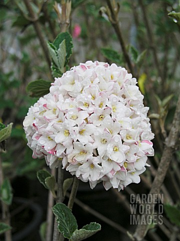 VIBURNUM_CARLESII_CAYUGA