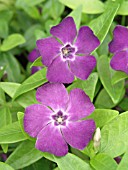 VINCA MINOR ATROPURPUREA