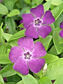 VINCA MINOR ATROPURPUREA