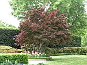 ACER PALMATUM ATROPURPUREUM