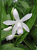 BLETILLA STRIATA ALBA