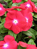 CATHARANTHUS ROSEUS JAIO SCARLET EYE