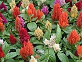 CELOSIA MIX