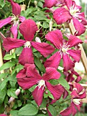 CLEMATIS MME. JULIA CORREVON