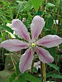 CLEMATIS SUGAR CANDY