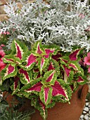 CONTAINER PLANTING COLEUS AND SENECIO CINERARIA