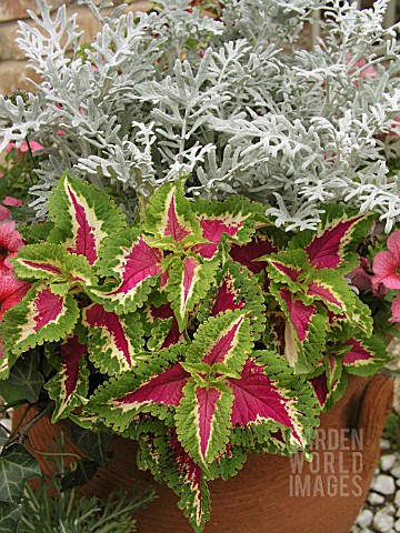 CONTAINER_PLANTING_COLEUS_AND_SENECIO_CINERARIA