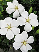 GARDENIA JASMINOIDES KLEIMS HARDY