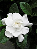 GARDENIA JASMINOIDES VEITCHII