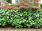 HEDERA CANARIENSIS