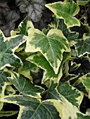 HEDERA HELIX YELLOW RIPPLE