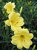 HEMEROCALLIS BITSY