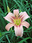 HEMEROCALLIS HALLS PINK