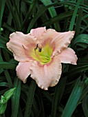 HEMEROCALLIS JUDITH