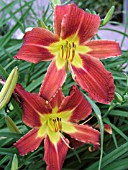 HEMEROCALLIS ROSIE MEYER