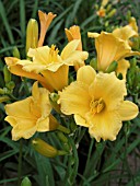 HEMEROCALLIS STELLA D ORO