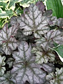 HEUCHERA CROWN JEWEL