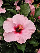 HIBISCUS ROSA-SINENSIS CANDY WIND