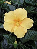 HIBISCUS ROSA-SINENSIS GOLDEN WIND