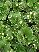FARFUGIUM JAPONICUM AUREOMACULATUM, (SYN. LIGULARIA TUSSILAGINEA AUREOMACULATA), (LEOPARD PLANT)