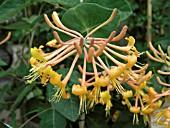 LONICERA MANDARIN