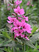 LYTHRUM VIRGATUM MORDEN PINK