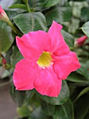 MANDEVILLA RED RIDING HOOD