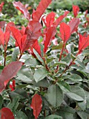 PHOTINIA FRASERI DURANGO