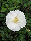 ROSA FLOWER CARPET WHITE