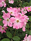 ROSA NEARLY WILD