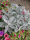 SENECIO CINERARIA DUSTY MILLER