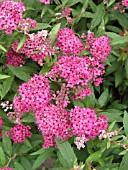 SPIRAEA JAPONICA NEON FLASH