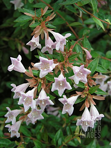 ABELIA_GRANDIFLORA_EDWARD_GOUCHER