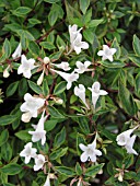 ABELIA GRANDIFLORA GOLD DUST