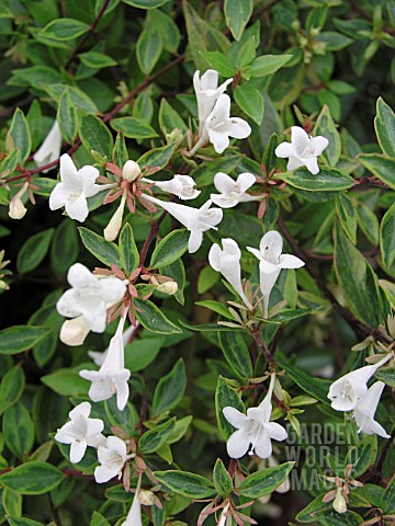 ABELIA_GRANDIFLORA_GOLD_DUST