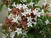 ABELIA x GRANDIFLORA