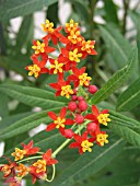 ASCLEPIAS CURRASSAVICA