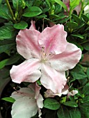 AZALEA ENCORE AUTUMN SWEETHEART