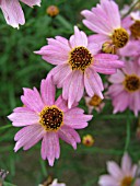 COREOPSIS LIMEROCK PASSION