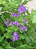 DURANTA ERECTA
