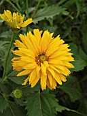 HELIOPSIS HELIANTHOIDES SUMMER SUN