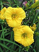 HEMEROCALLIS TEXAS SUNSHINE